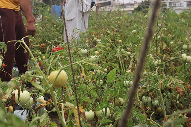 organic farming at Dr Dullet Foundation